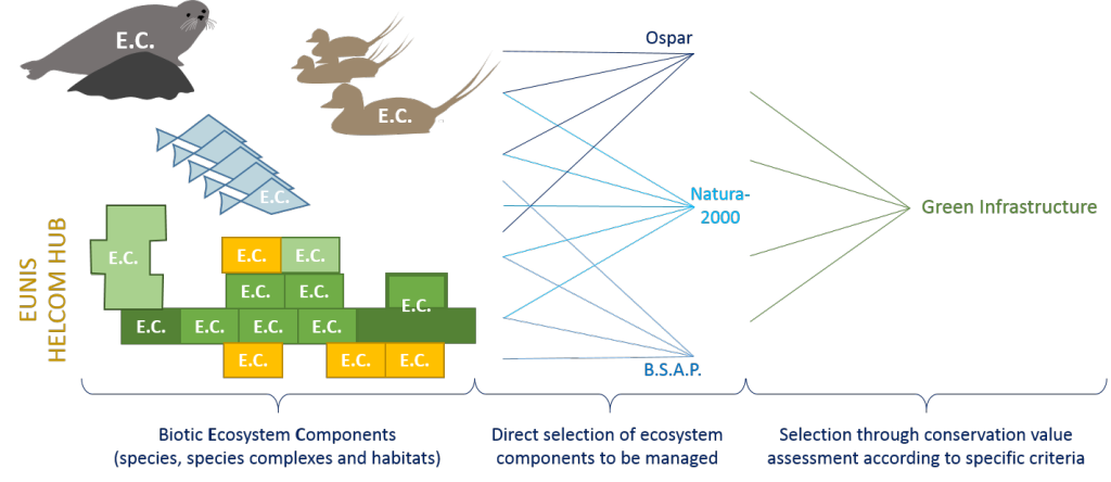 Selection of E.C.