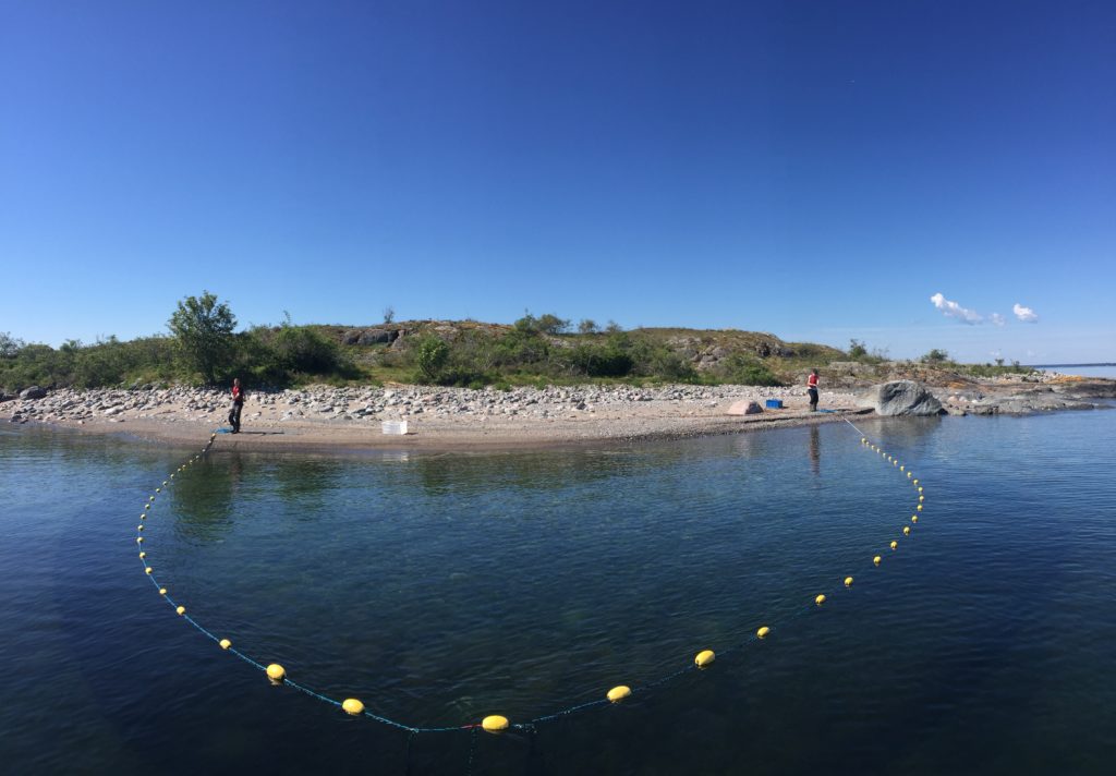 Using a beach seine net to collect fish