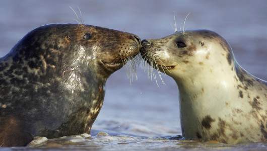 grey_seal