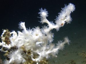 A close-up of the scleractinian coral Lophelia pertusa from the Mississippi Canyon 751 site at approximately 450 m depth. This image was taken with the SeaEye Falcon DR ROV during the first cruise.s