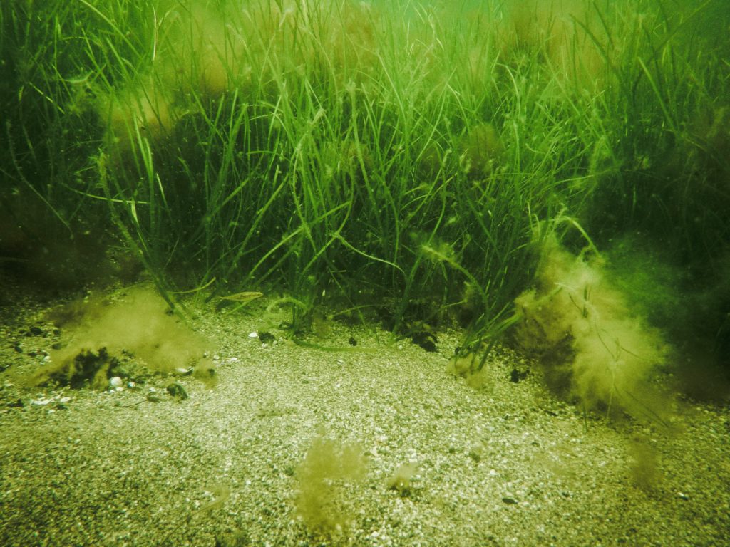 Seagrass meadow in the Baltic Sea